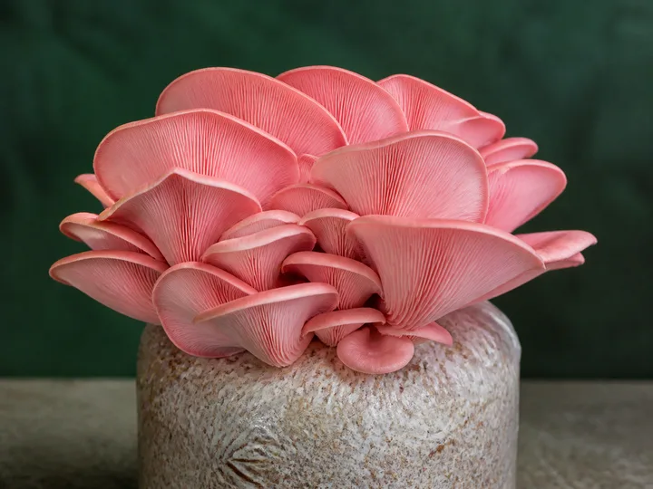 Pink oyster mushrooms grown from a substrate bag