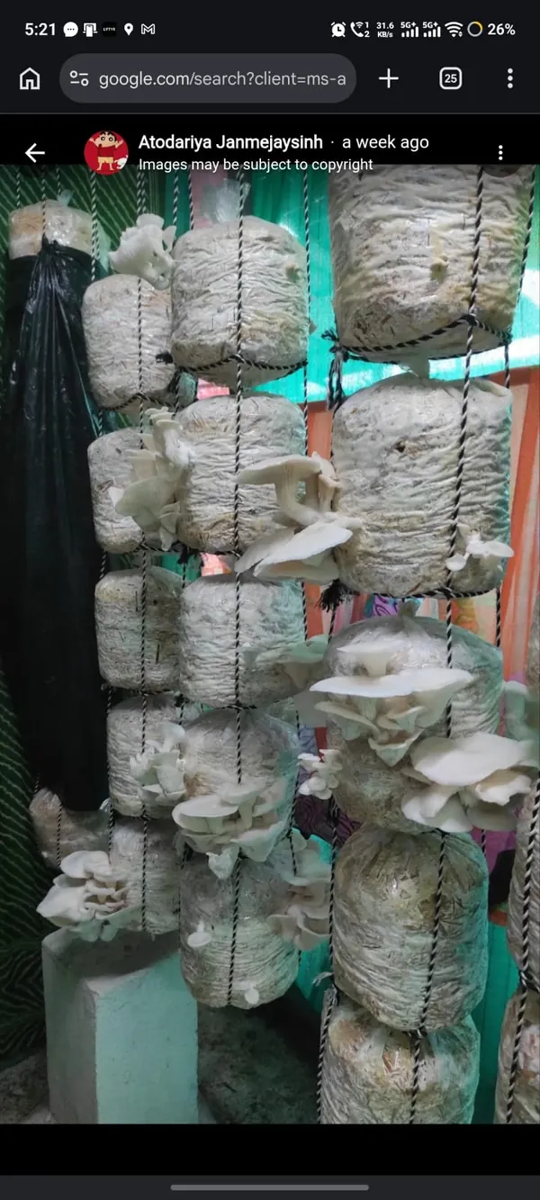 Oyster mushroom crop results shared by a MANAS customer